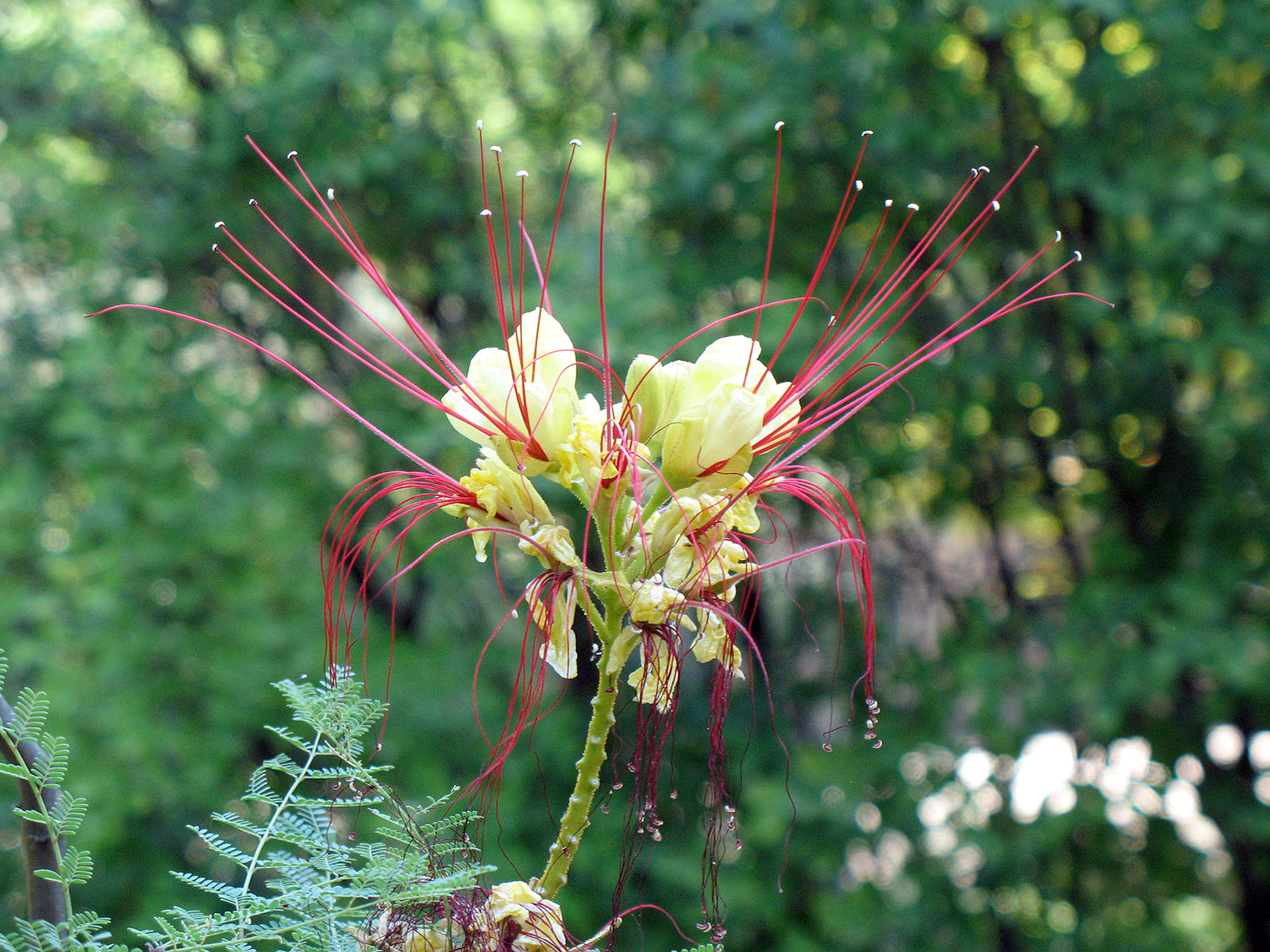 Caesalpinia gilliesii