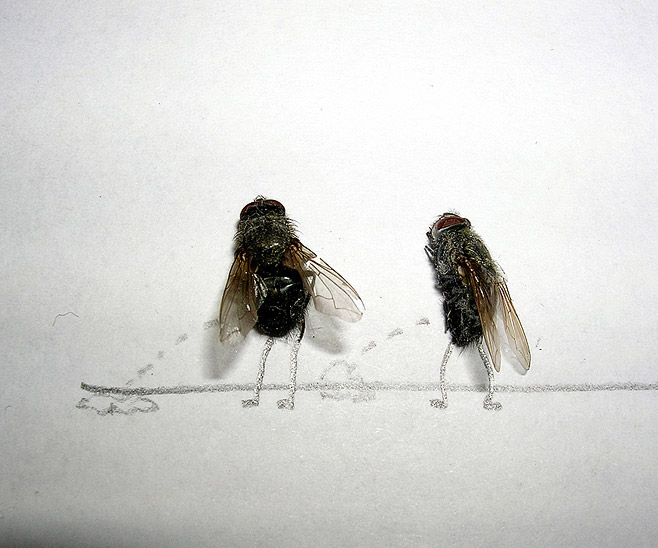 2009-mouches-3.