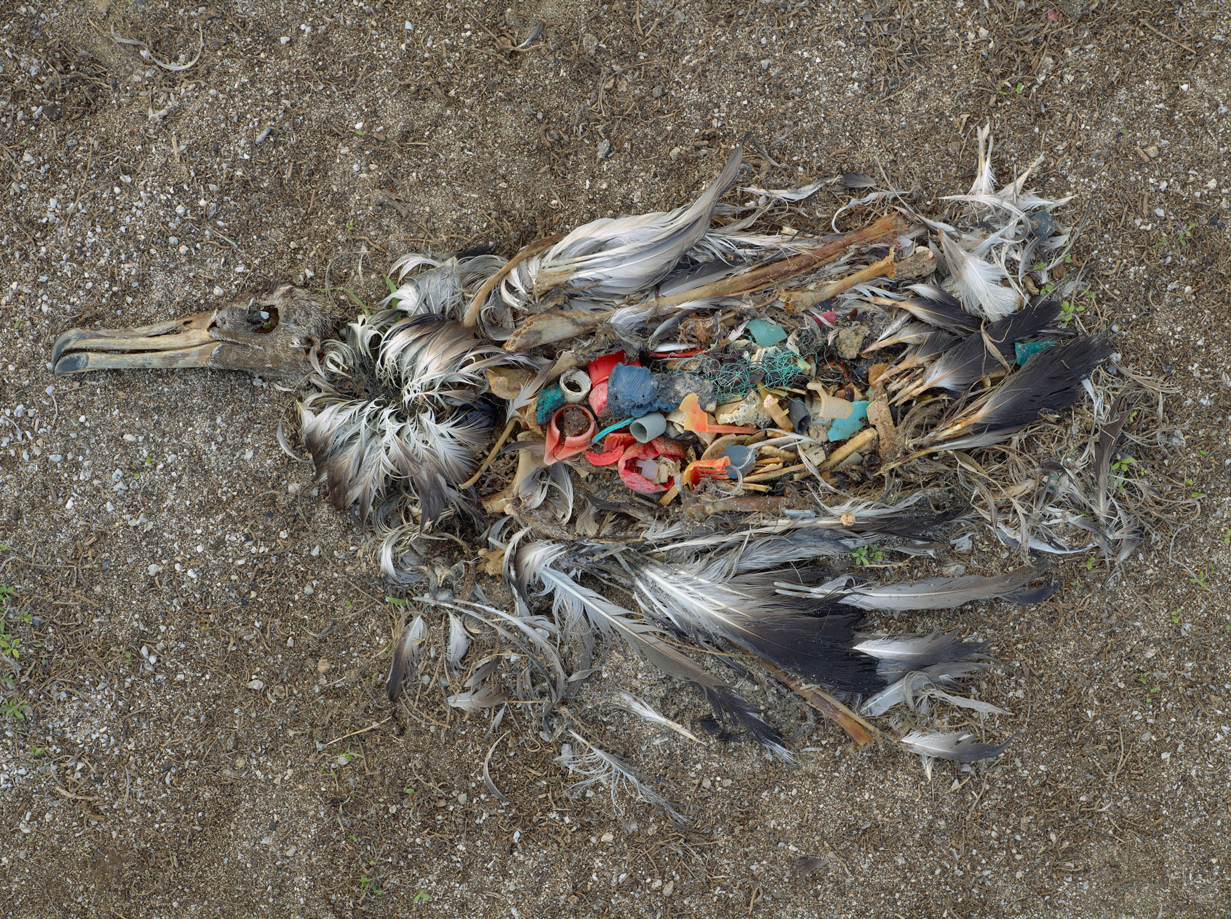 Chris Jordan, Midway Island