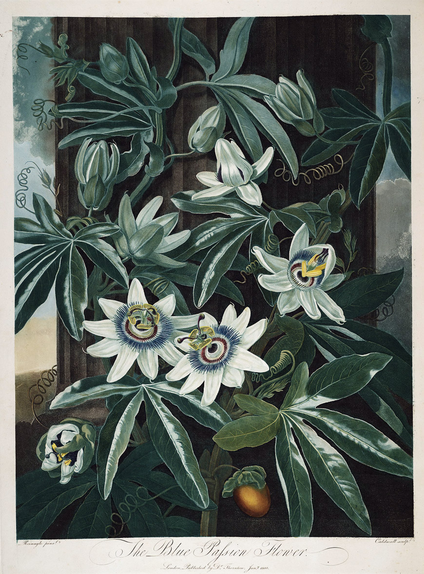 The Blue Passion Flower