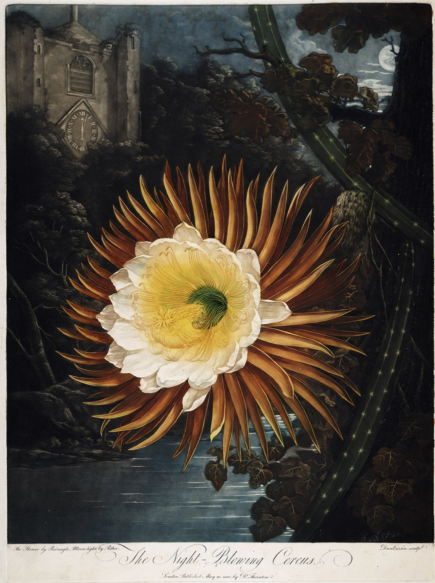The Night-Blowing Cereus
