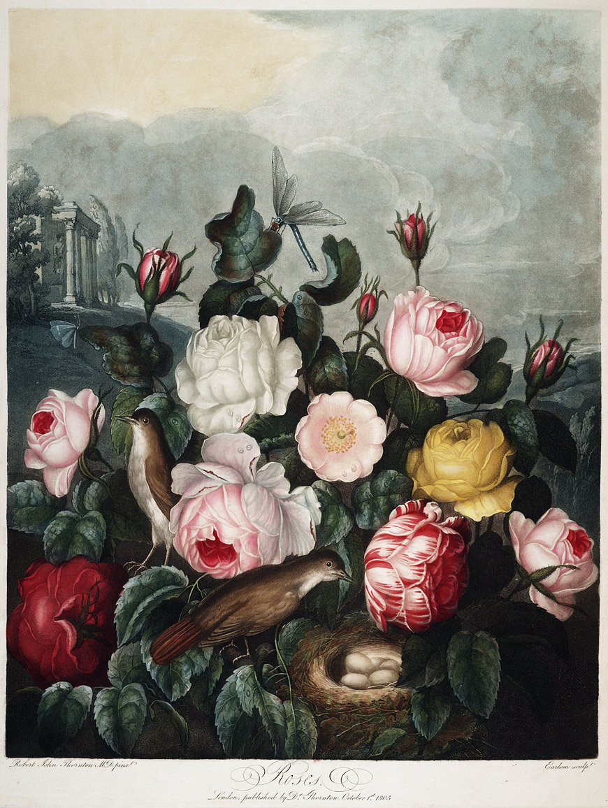 Roses