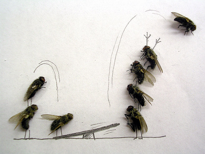 2009-mouches-1.