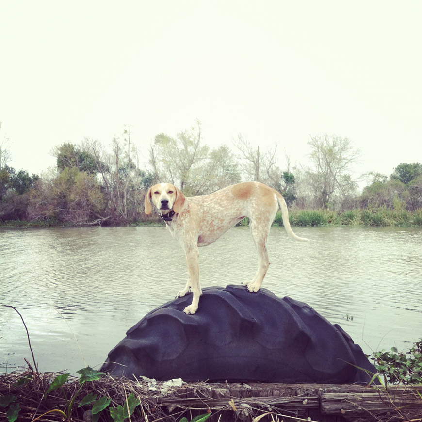 Maddie The Coonhound