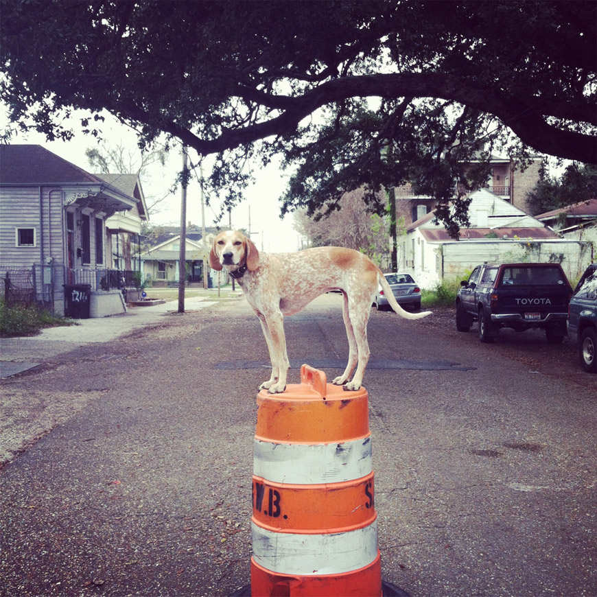 Maddie The Coonhound