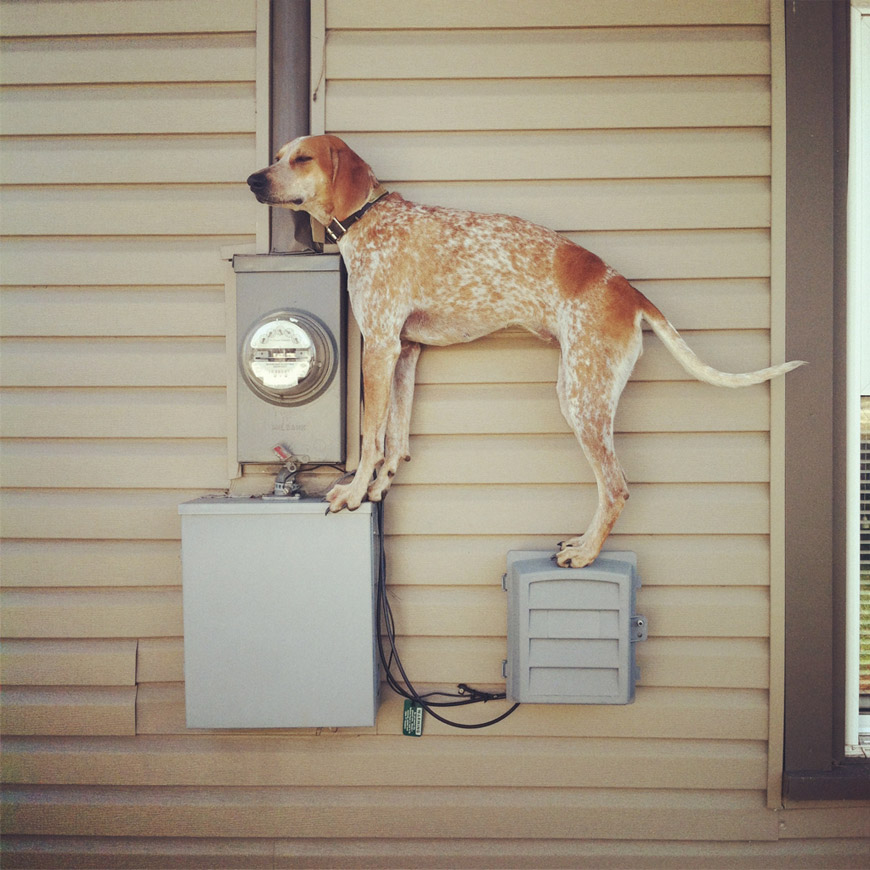 Maddie The Coonhound