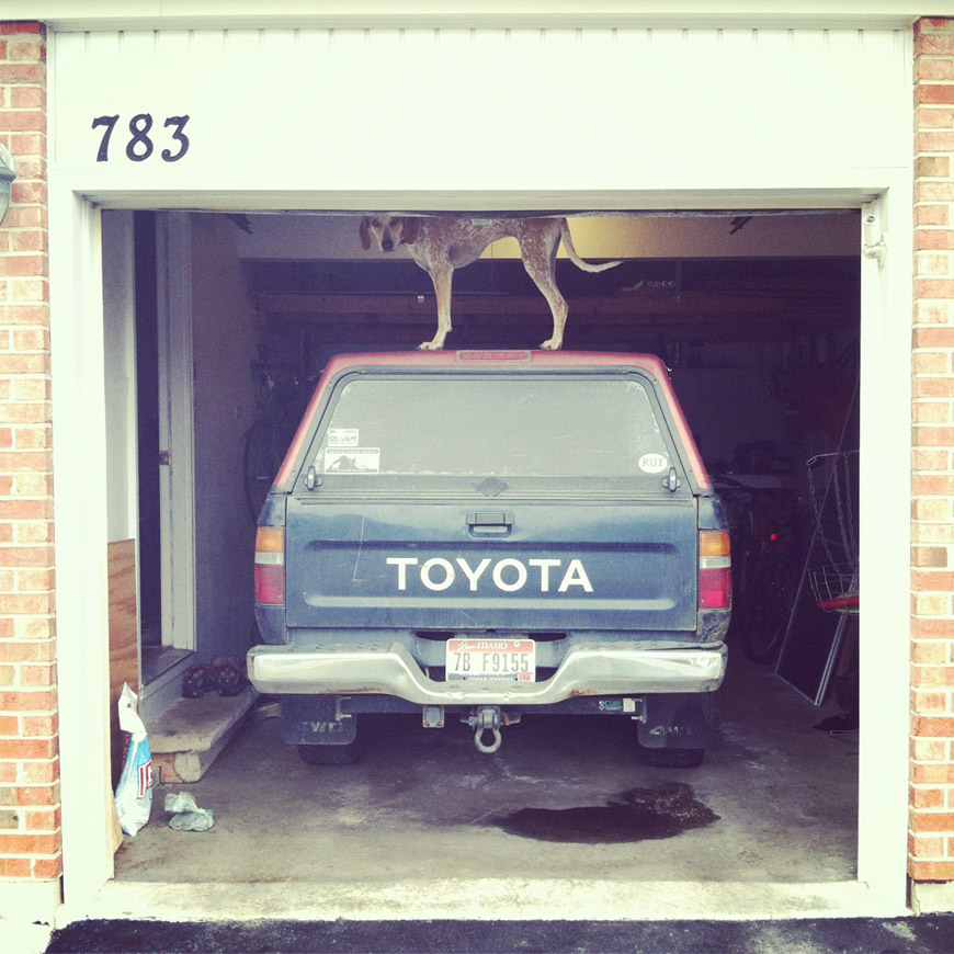 Maddie The Coonhound