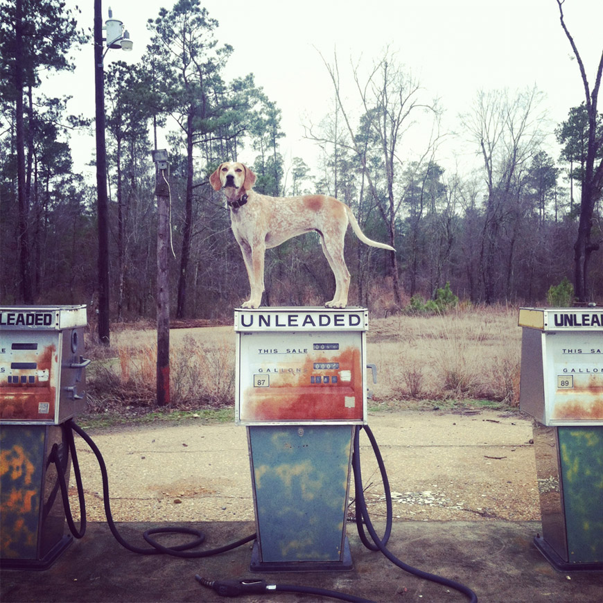 Maddie The Coonhound