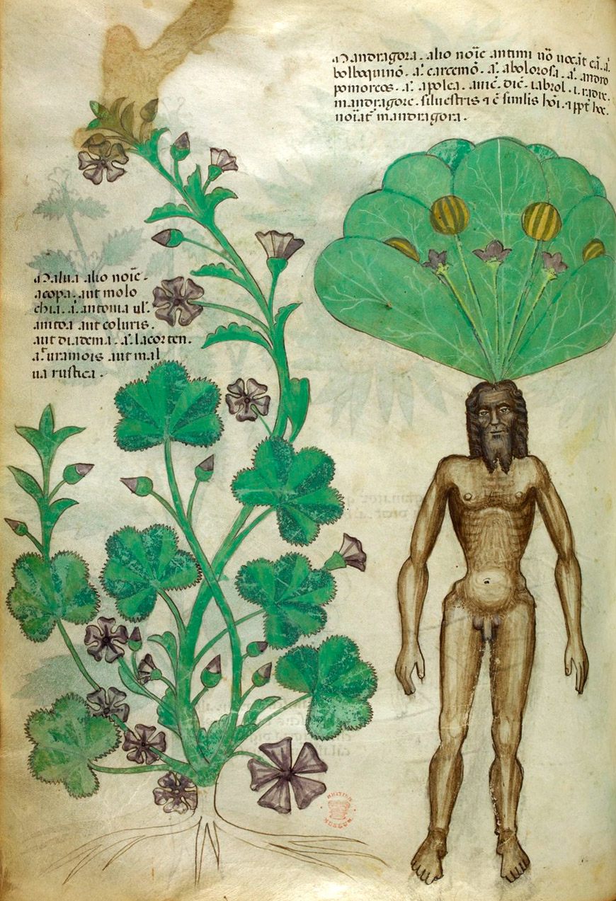 Icones Plantarum.