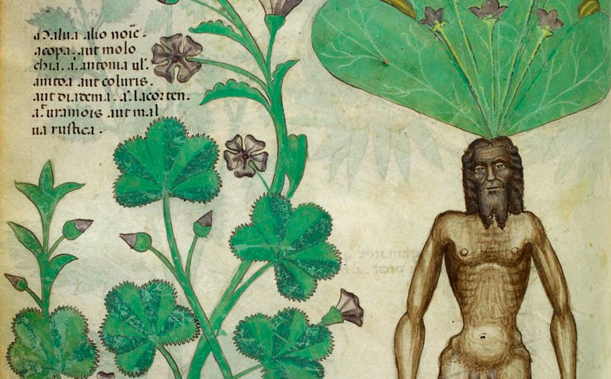 Mandragora