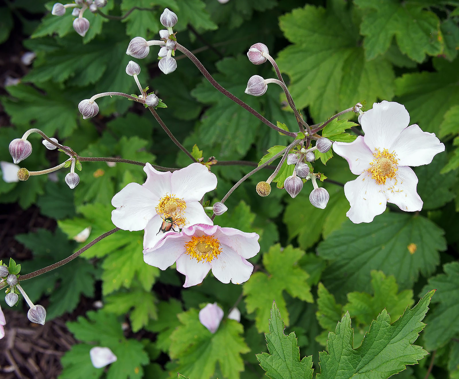 Anemone x hybrida ‘September Charm’
