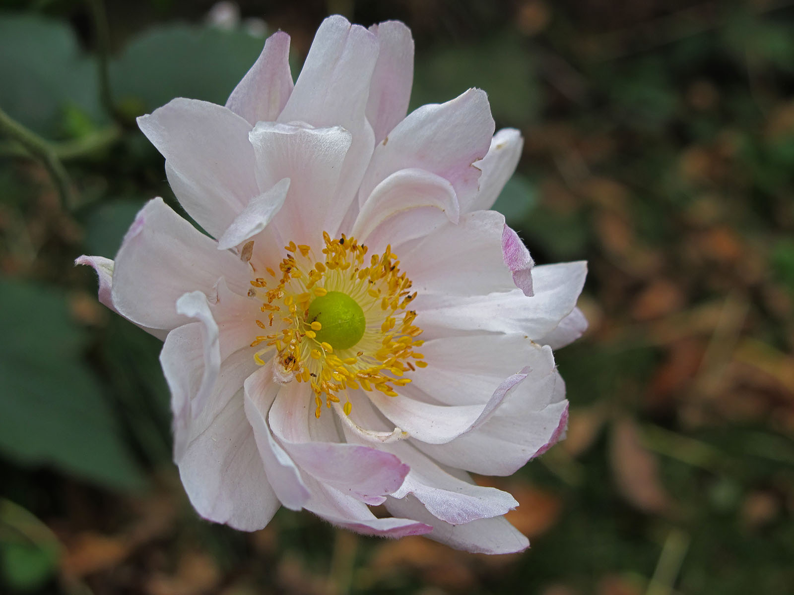 Anémones du Japon, fleurs d’octobre
