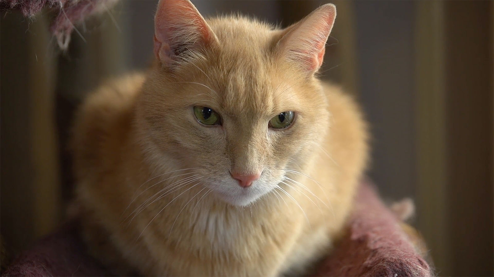  Cats of the Urban Wild