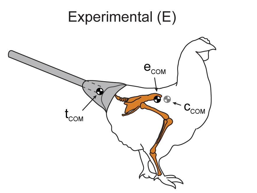 Chicken with artificial tails.