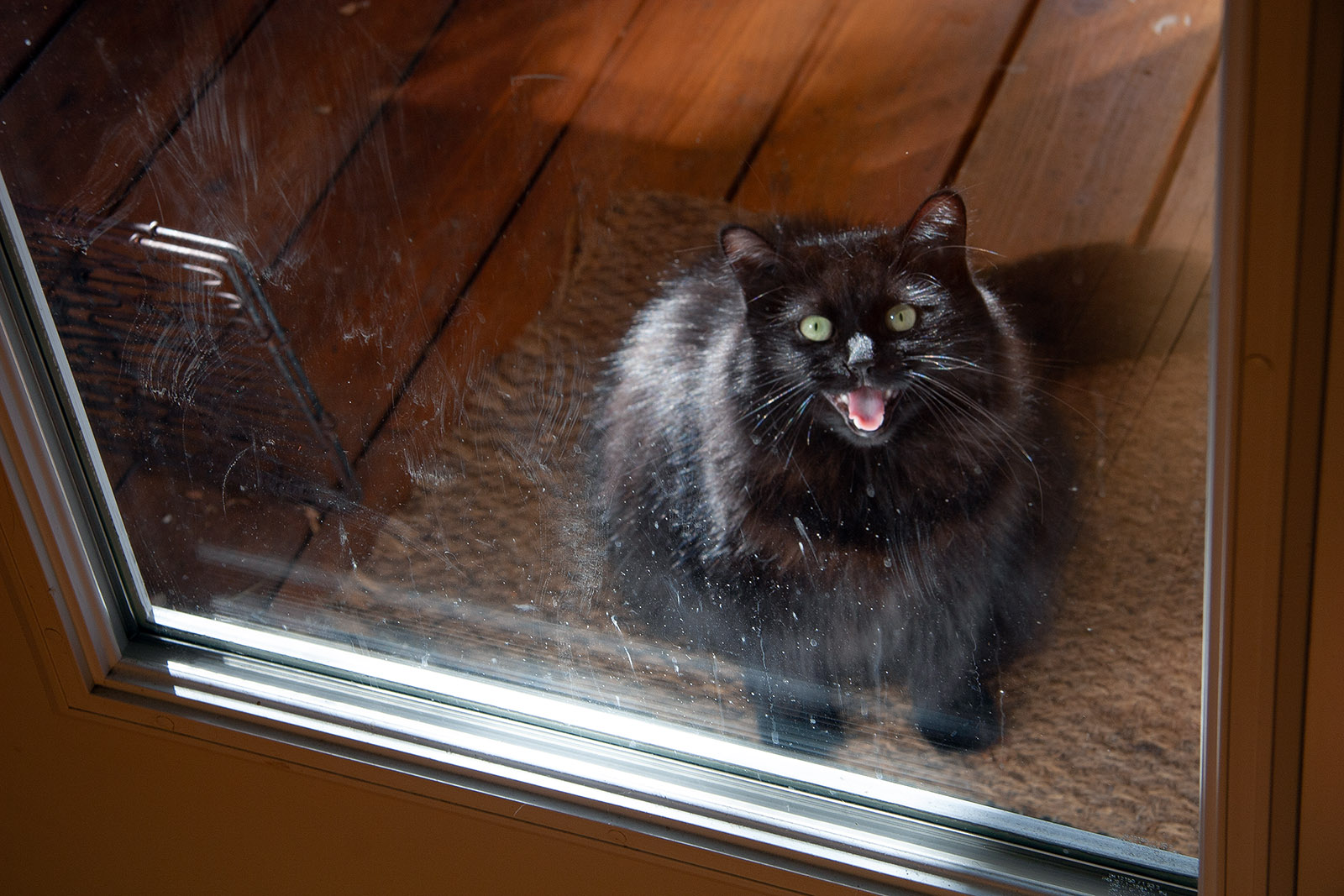 La chatte Clio à la porte