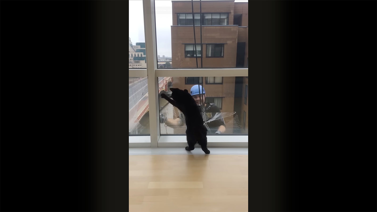 Amuseur de chat