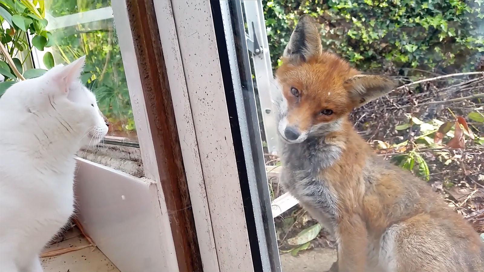 Les chats et le renard