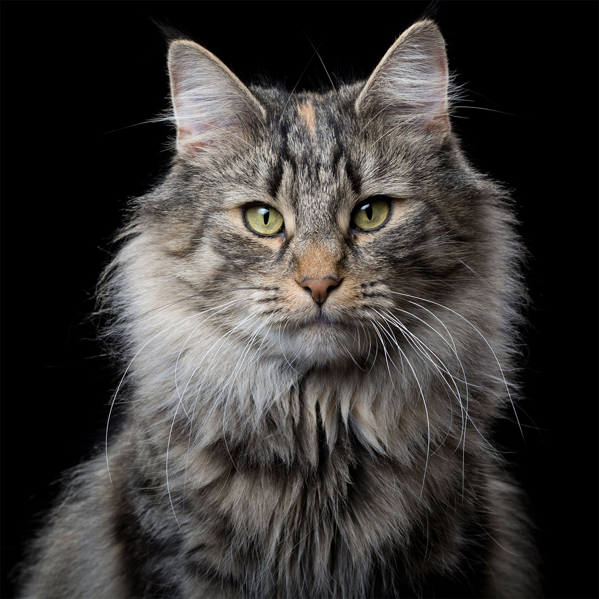 Le petit oiseau va sortir