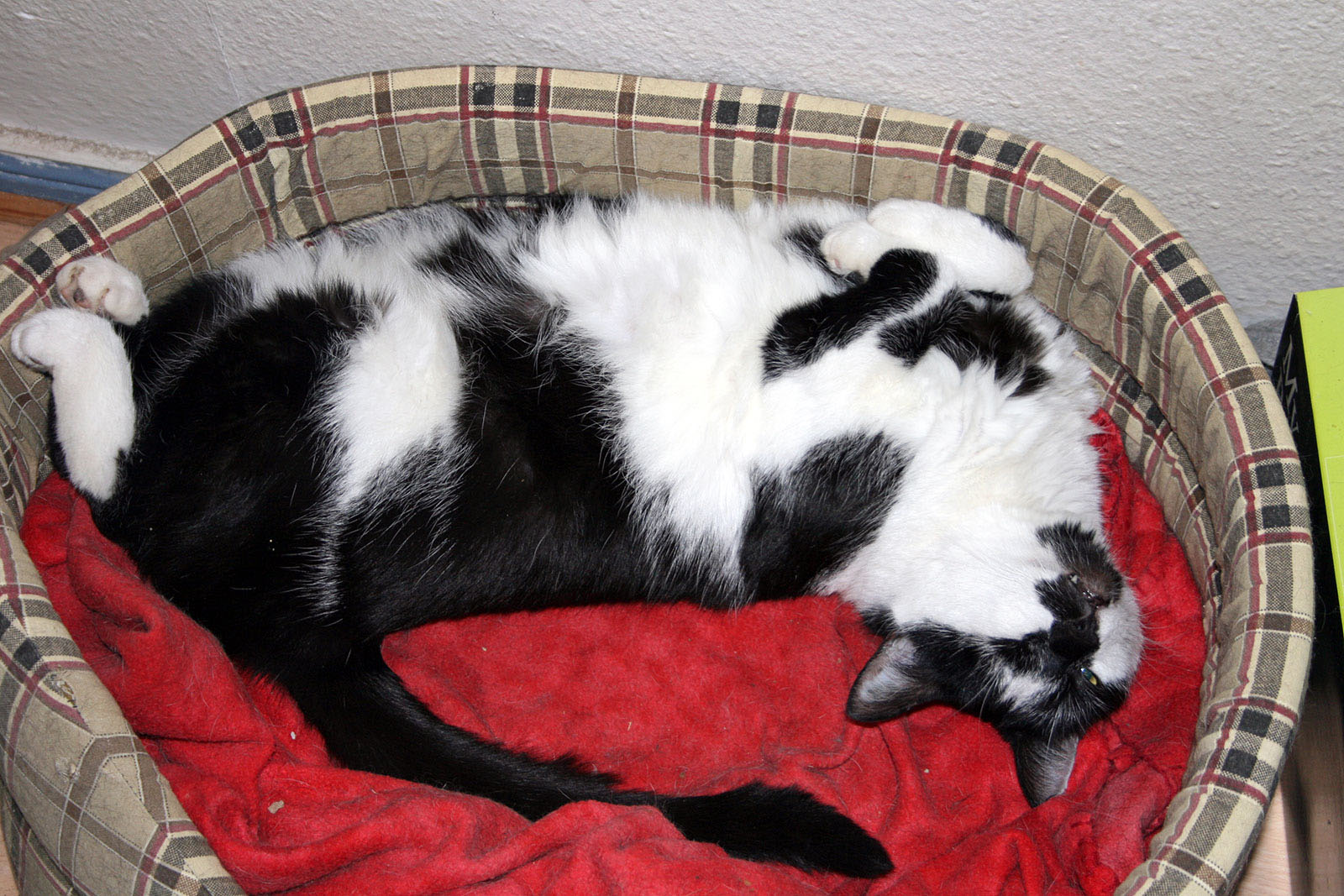 No Sleeping Cats