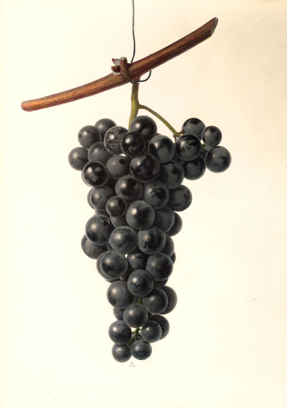 Vitis, var. Lamanto