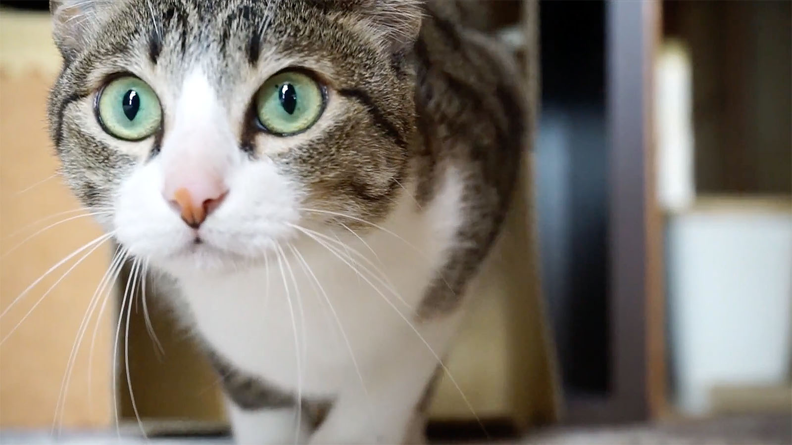 T’as de beaux yeux, tu sais…