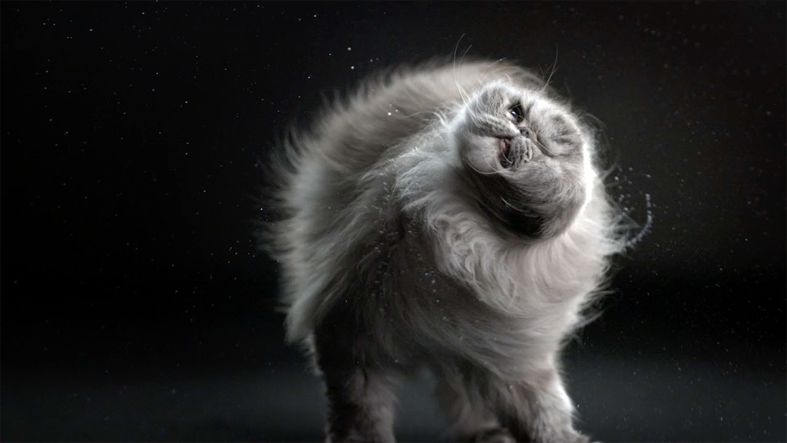 Shake Cats