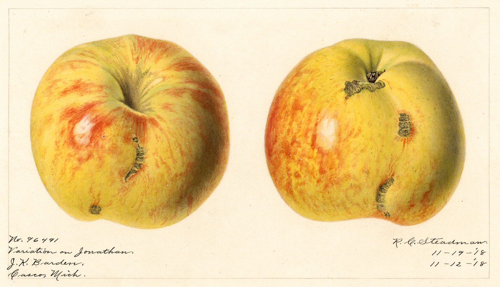 Aquarelles pomologiques