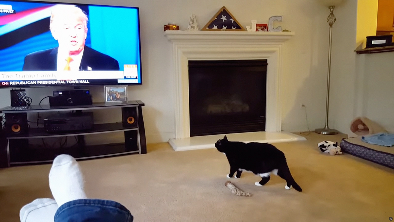 Cat doesn’t like Trump