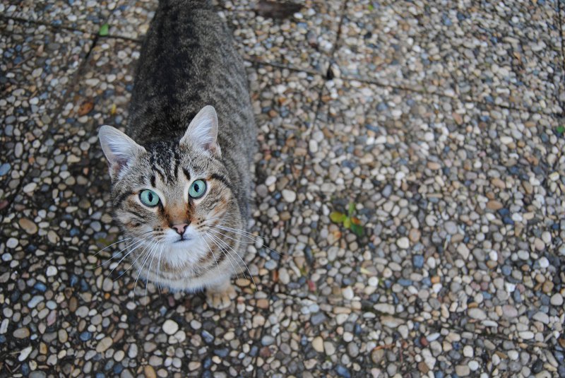 Chat aux yeux turquoise