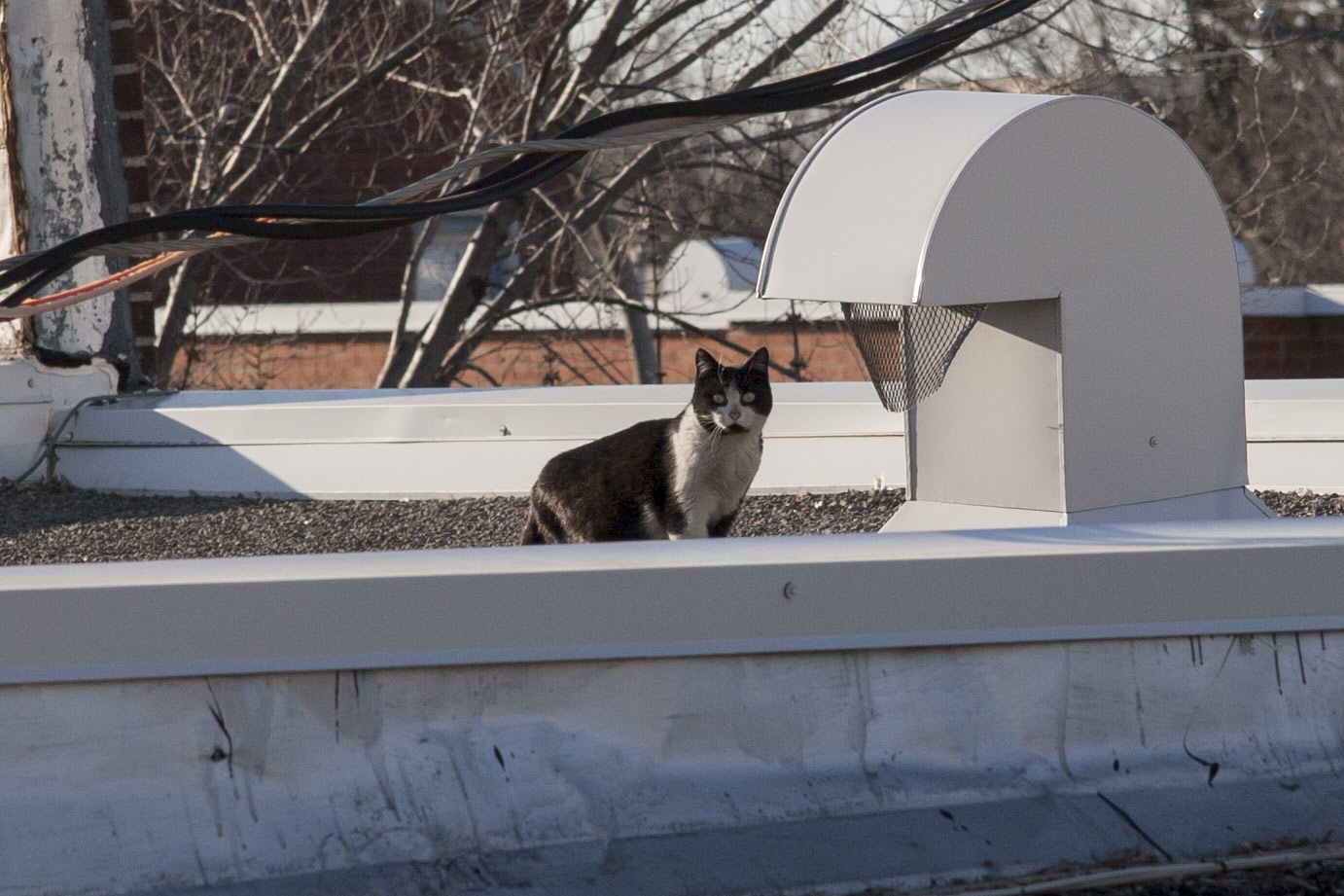 Un chat sur le toit, saison 2