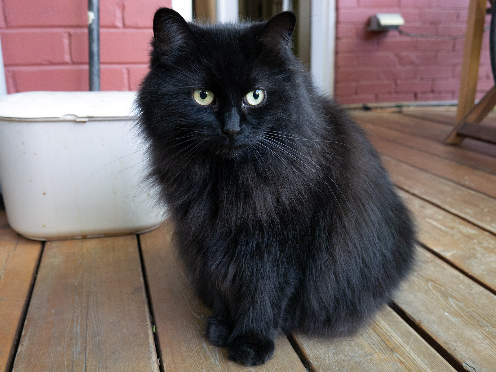 Chatte matinale