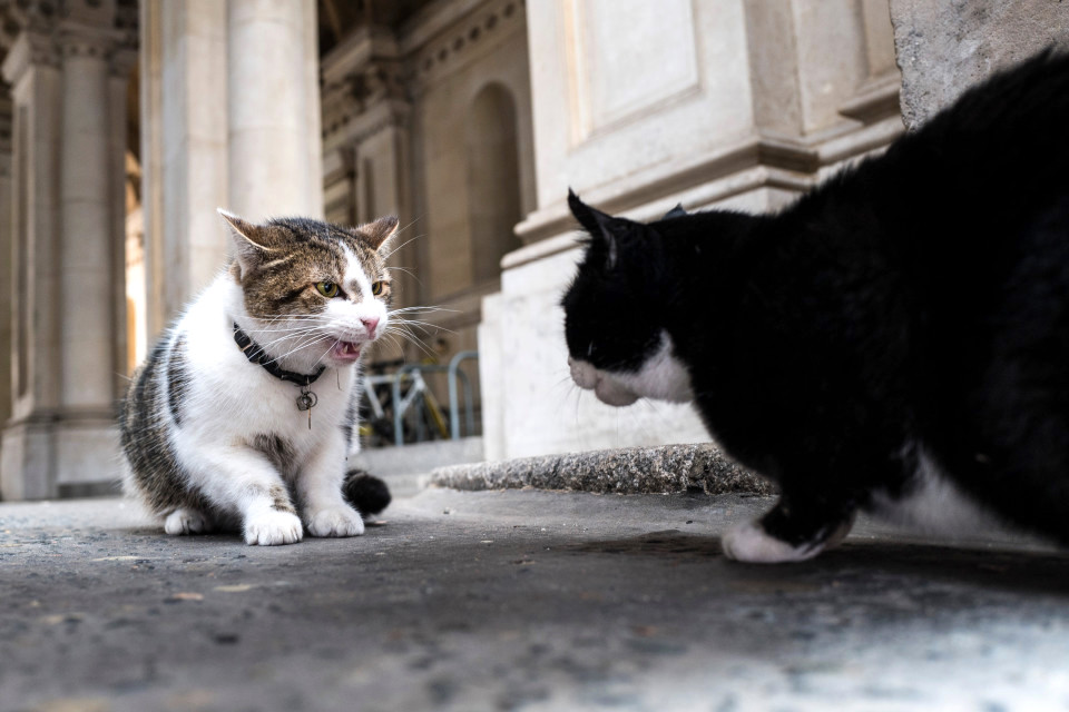 The War of Whitehall