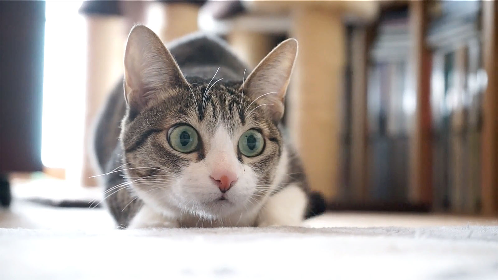 Ohagi, minou du jour