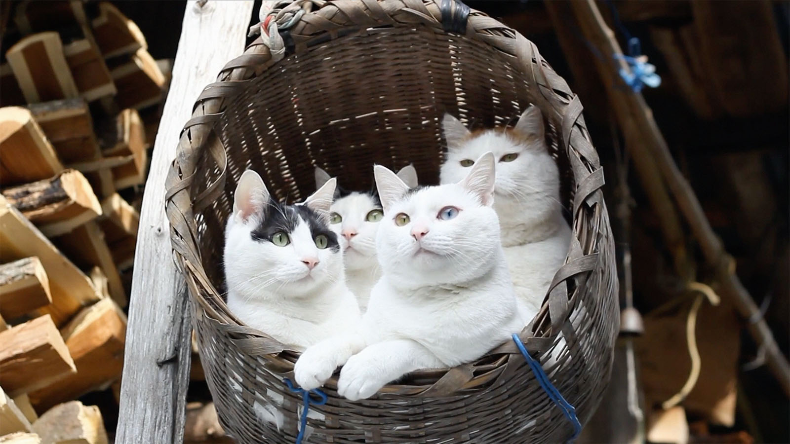 Paniers de chats
