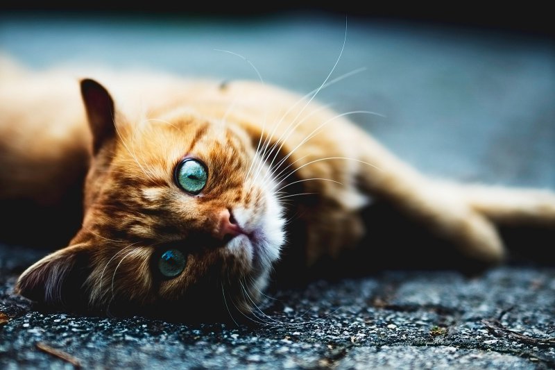 Chat roux aux yeux verts