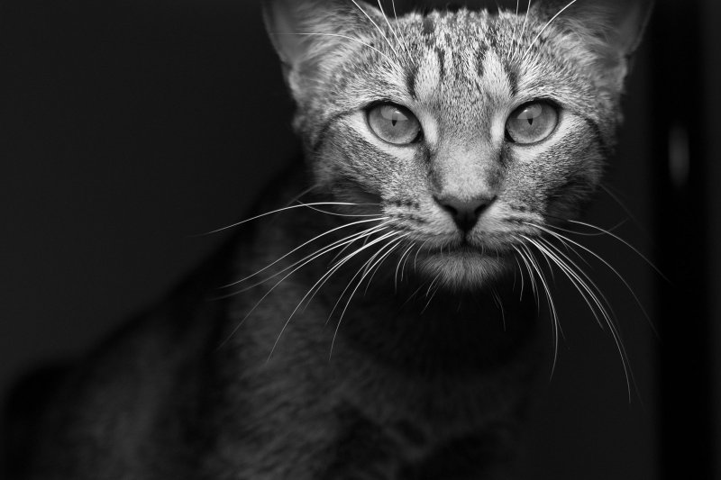 Chat, noir et blanc