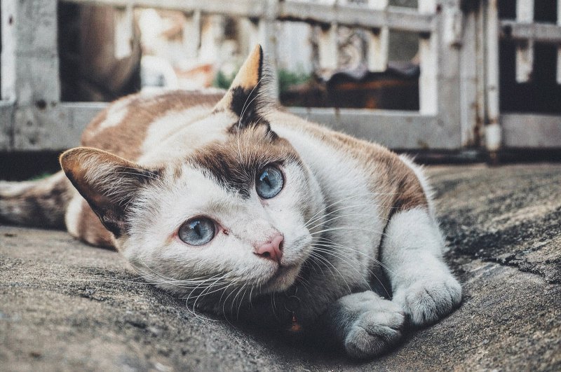 Chat aux yeux bleus