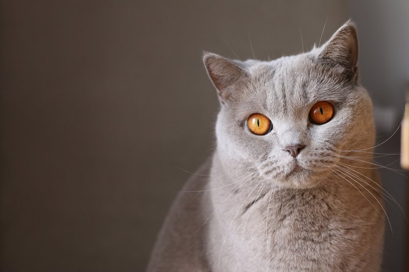 Chat aux yeux orange