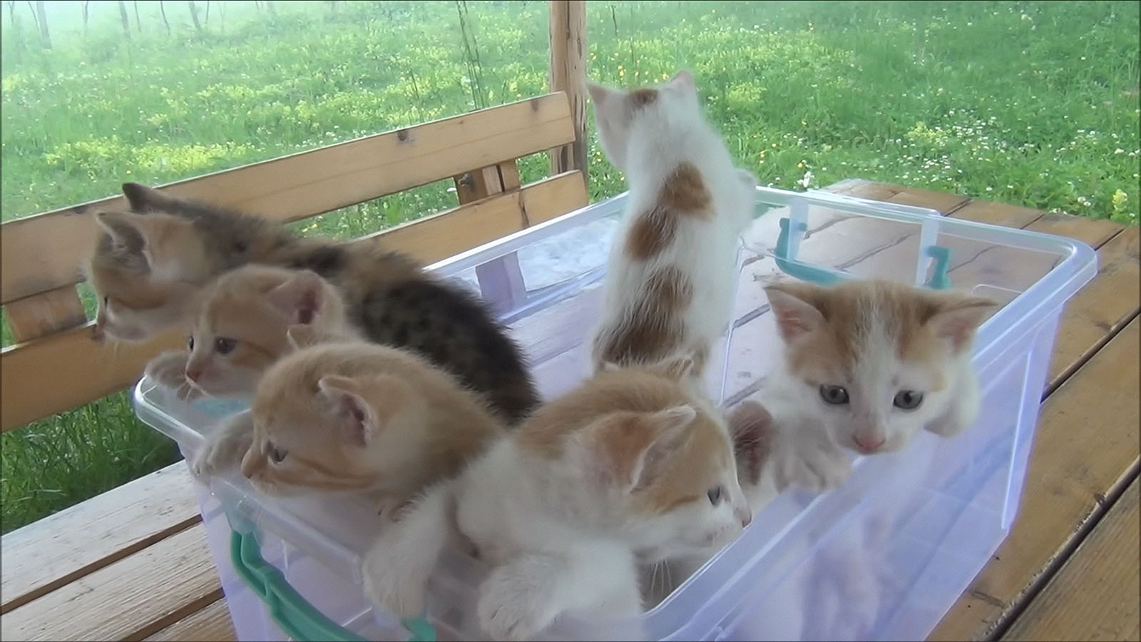 Boîte de chatons