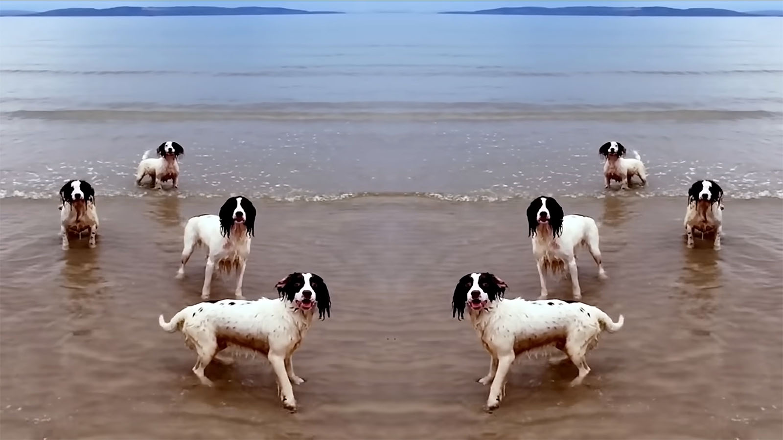 Rompo i lacci, e frango i dardi