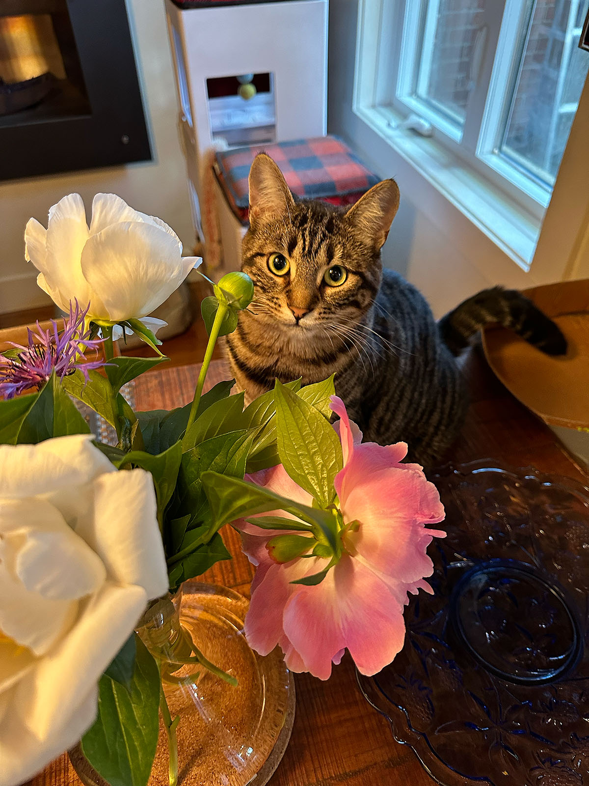 Un chat prénommé Maurice