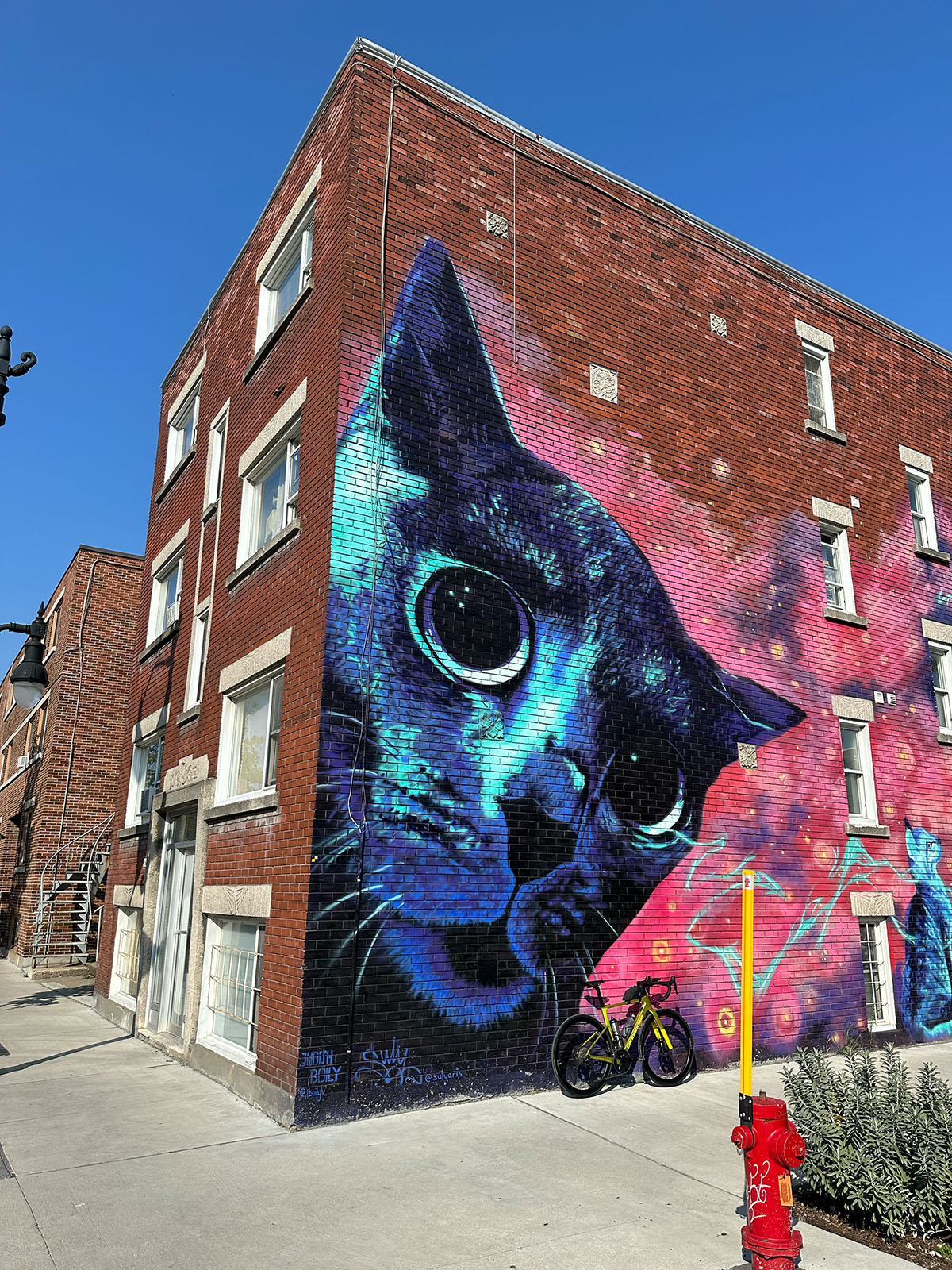 Murale Cosmic Cats