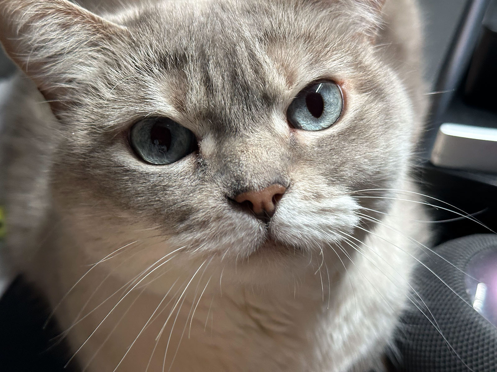 La chatte Blanche