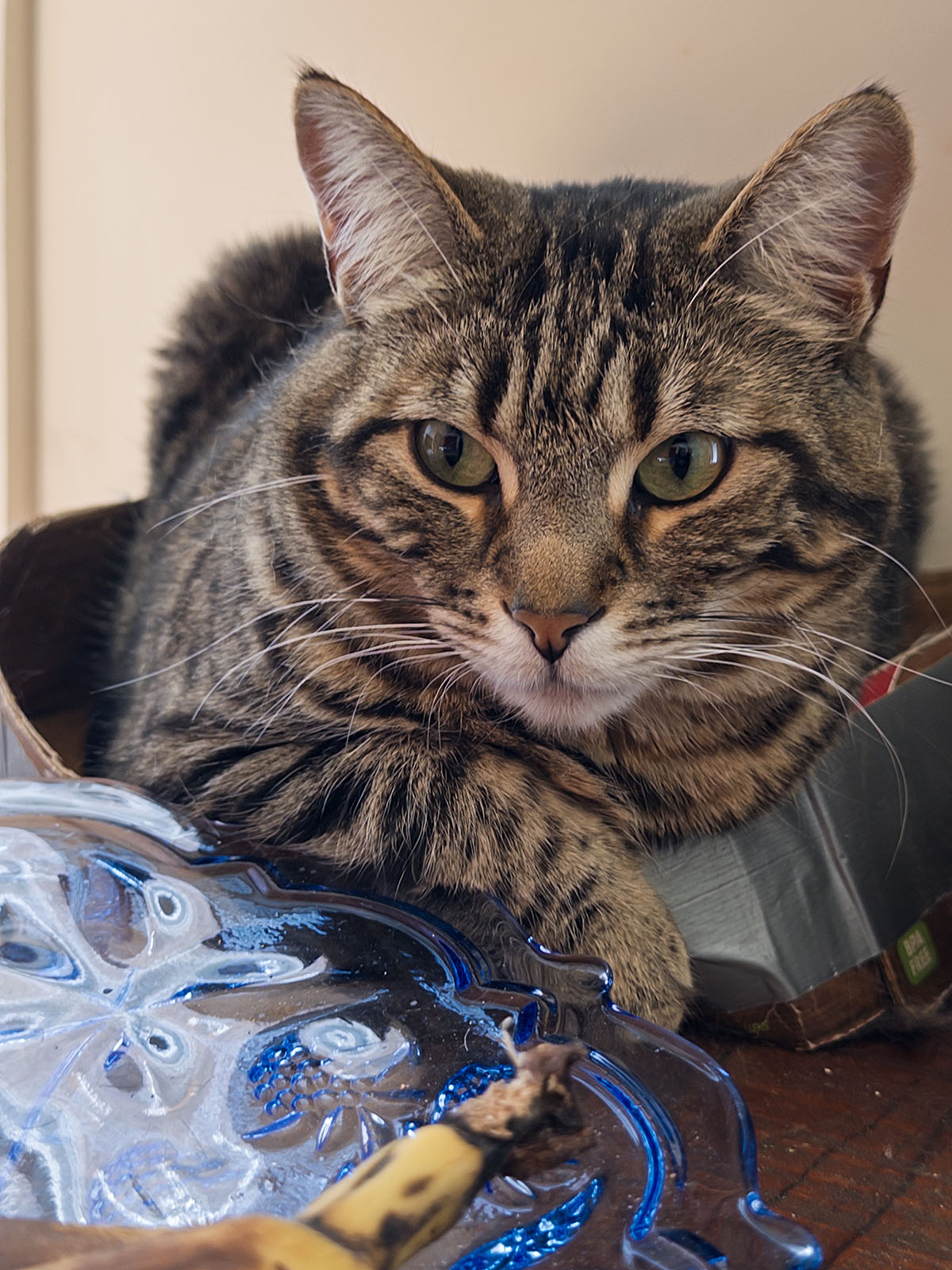 Le chat Momo, Montréal - 3 février 2026