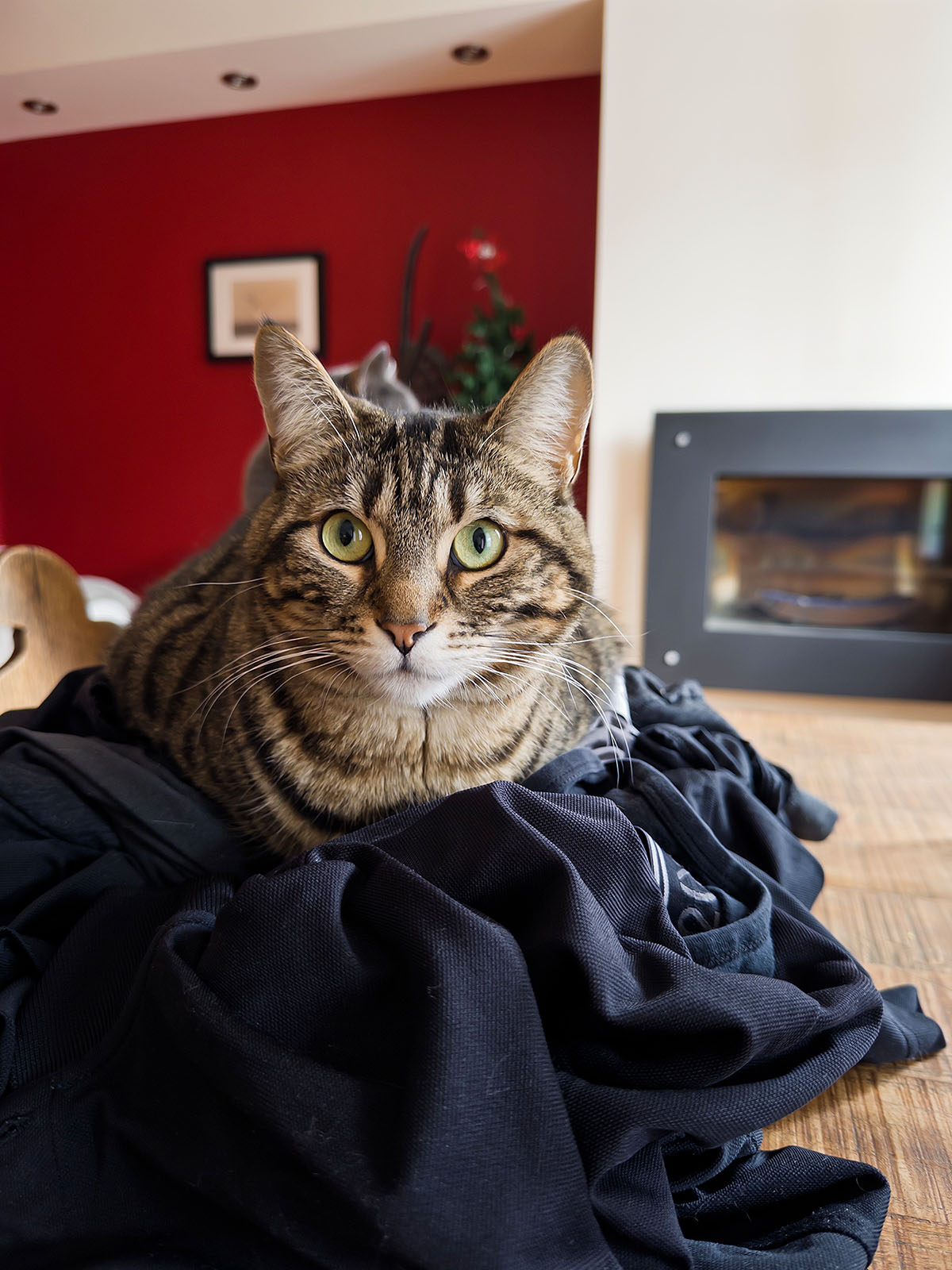 Le chat Momo, Montréal - 4 mars 2026