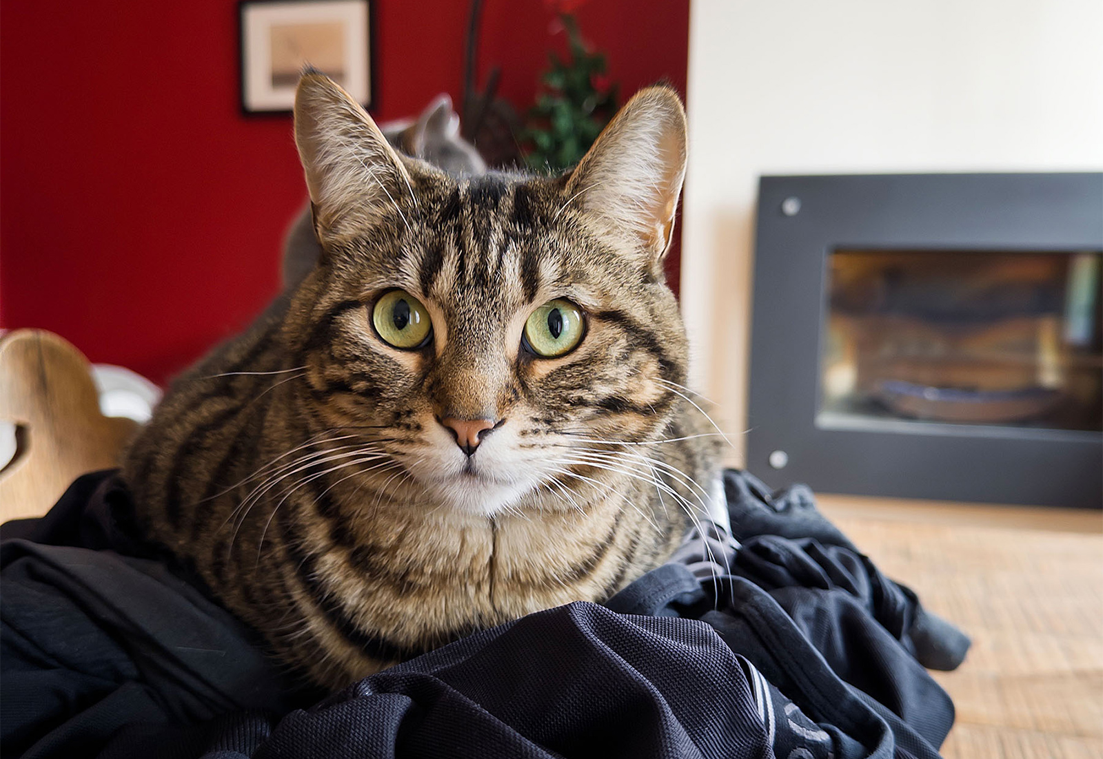 Sur le linge à plier…