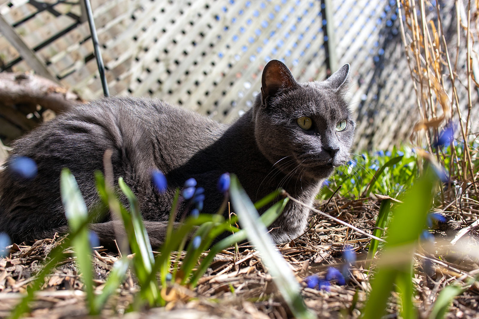 P’tit Gris au jardin