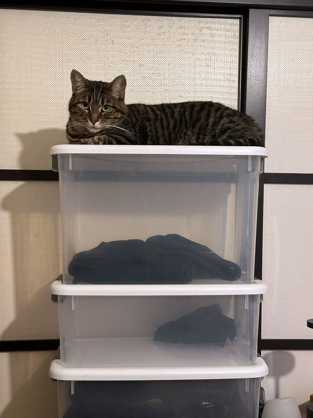 La chat Maurice