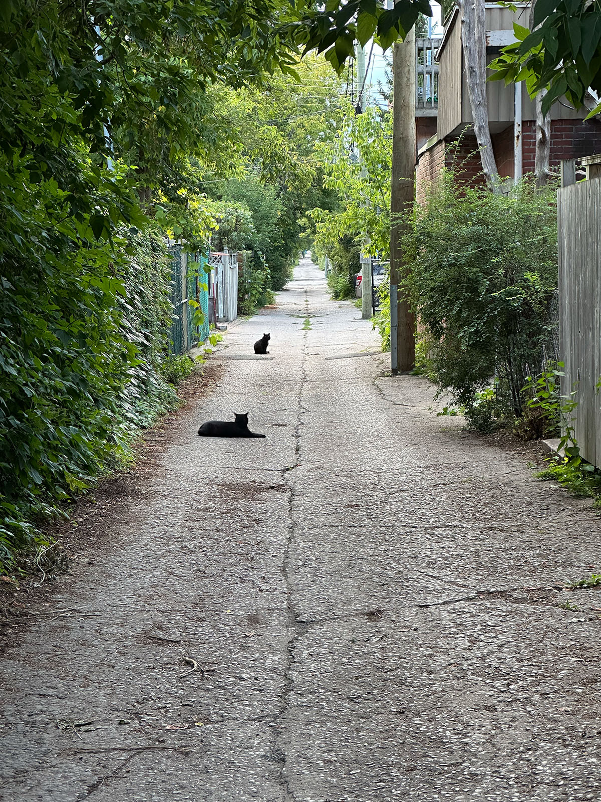 Ruelle à Montréal