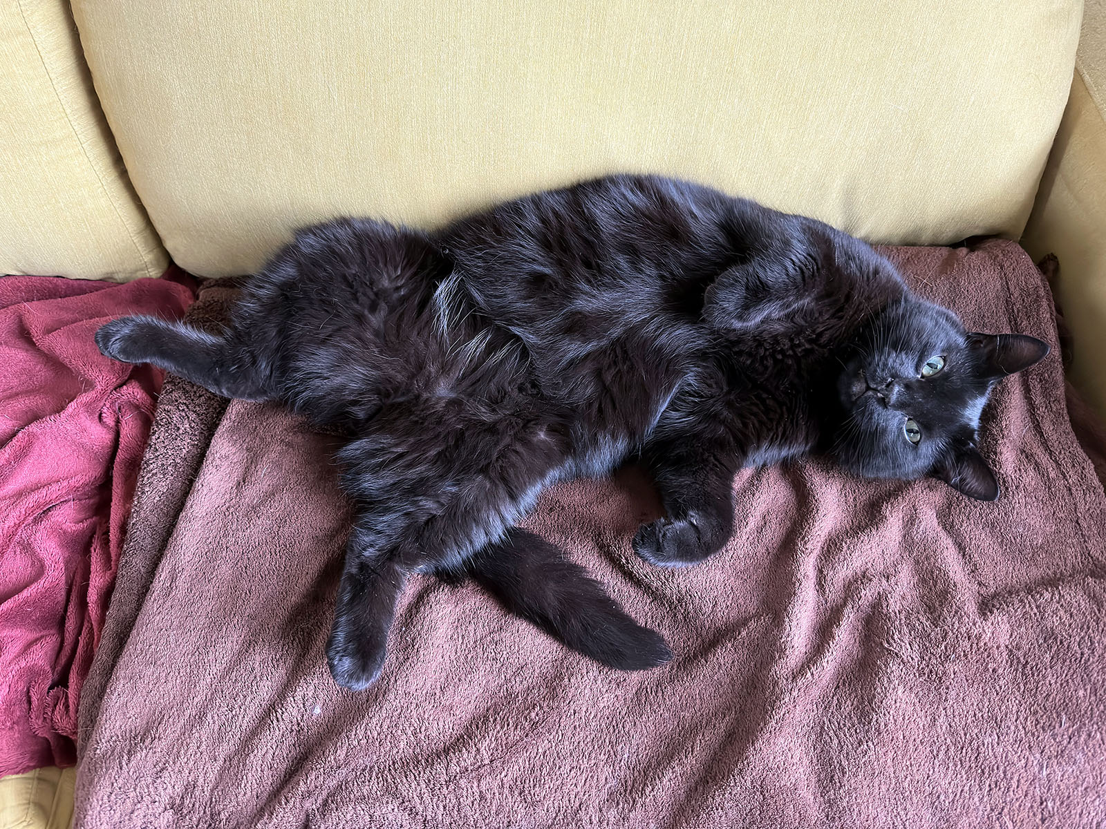 Le chat Câlin